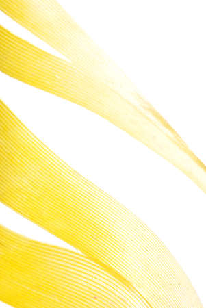 yellow feather abstract texture background isolated on whiteの写真素材