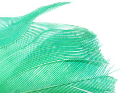 green feather abstract texture background isolated on whiteの写真素材