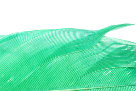green feather abstract texture background isolated on whiteの写真素材
