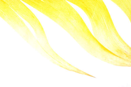 yellow feather abstract texture background isolated on whiteの写真素材