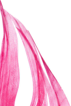 red feather abstract texture background isolated on whiteの写真素材