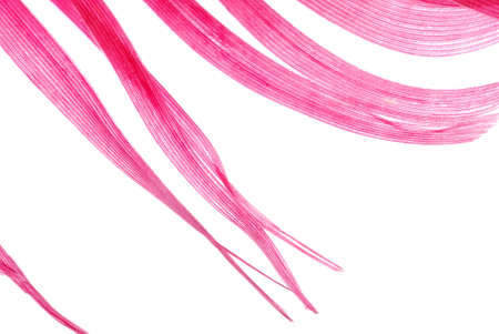 red feather abstract texture background isolated on whiteの写真素材