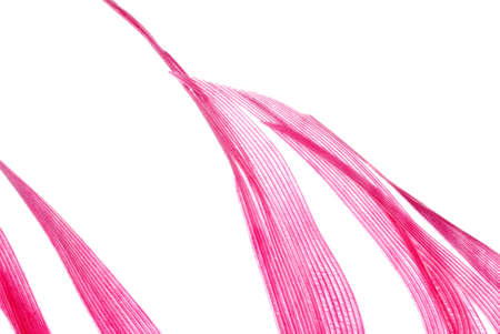 red feather abstract texture background isolated on whiteの写真素材