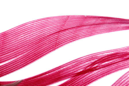 red feather abstract texture background isolated on whiteの写真素材