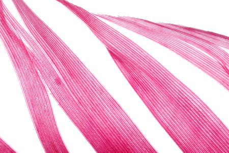 red feather abstract texture background isolated on whiteの写真素材
