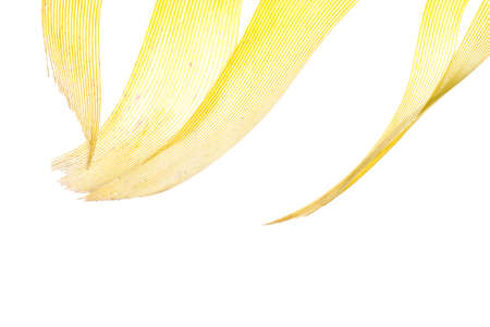 yellow feather abstract texture background isolated on whiteの写真素材