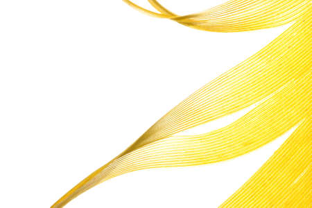 yellow feather abstract texture background isolated on white