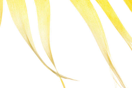 yellow feather abstract texture background isolated on whiteの写真素材
