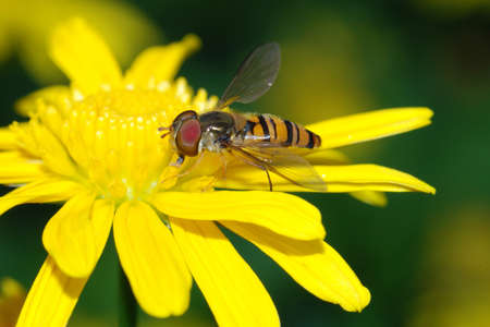 insect bee fly on yellow flowerの写真素材