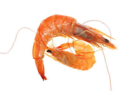 Delicious boiled shrimp isolated in whiteの写真素材