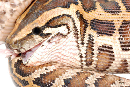 boa snake eat rat isolatedの写真素材