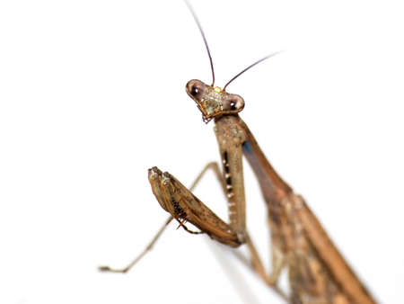insect brown mantis bug isolated in whiteの写真素材