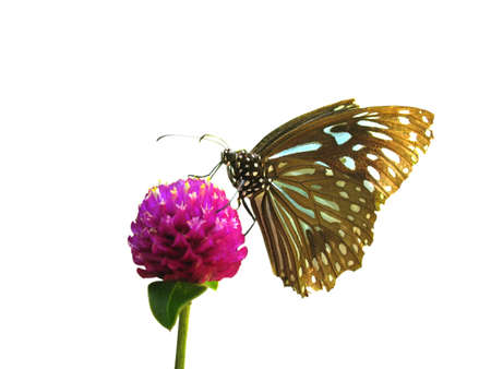summer butterfly on flower isolatedの写真素材