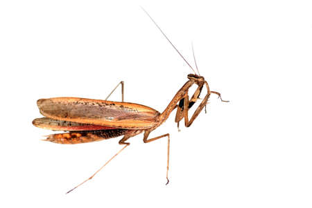 insect brown mantis bug isolated in whiteの写真素材