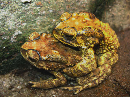 toad mating sex in natureの写真素材