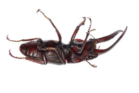 stag beetle isolated on white