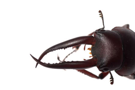 stag beetle head macro isolated on whiteの写真素材