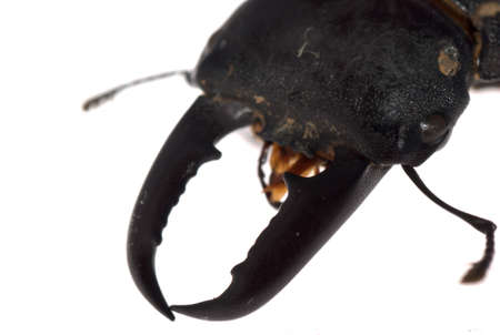 stag beetle head macro isolated on whiteの写真素材
