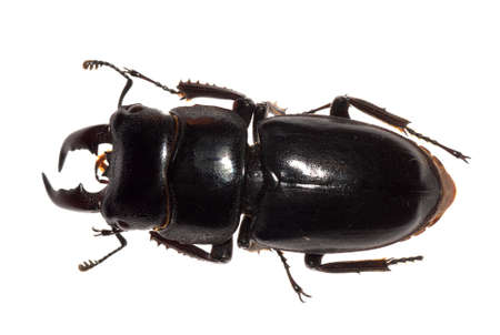 stag beetle isolated on whiteの写真素材