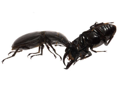 stag beetle fighting isolated on whiteの写真素材