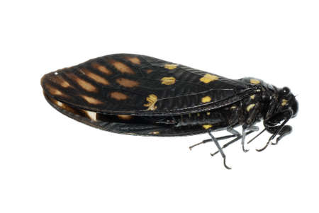 insect cicada bug isolated on white