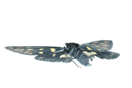 fly insect cicada bug isolated on whiteの写真素材