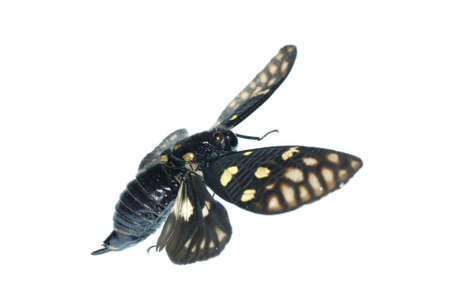 fly insect cicada bug isolated on whiteの写真素材