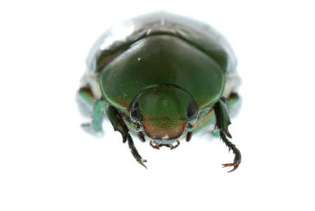 green beetle insect (Anomala cupripes) isolated on whiteの写真素材