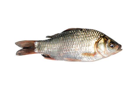 carp fish isolated on white backgroundの写真素材