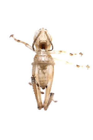 insect grasshopper molt isolated on white backgroundの写真素材