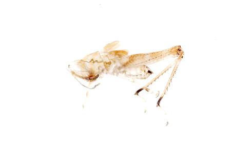 insect grasshopper molt isolated on white backgroundの写真素材