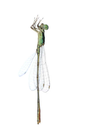Dragonfly damselfly isolated on white background, studio shotの写真素材
