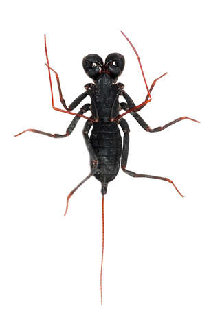 vinegaroon scorpion isolated on white backgroundの写真素材