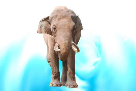 animal elephant isolated in blue and white backgroundの写真素材