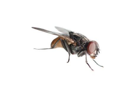 insect fly isolated on whiteの写真素材