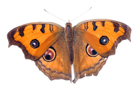 butterfly isolated on white backgroundの写真素材