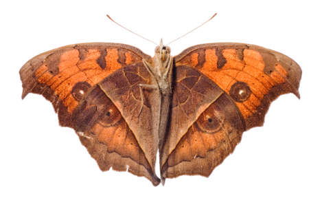 butterfly isolated on white backgroundの写真素材