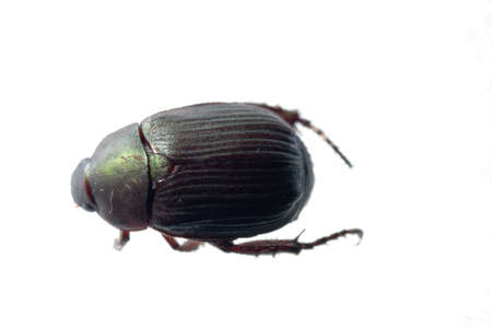 scarab beetle isolated on whiteの写真素材
