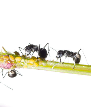 insect ant macroの写真素材