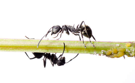 insect ant macroの写真素材
