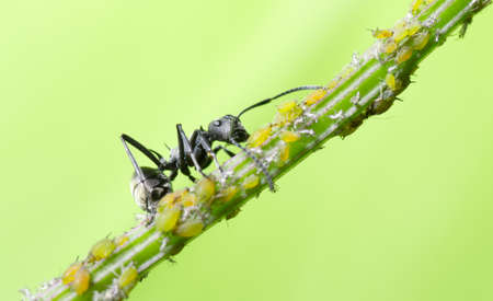 insect ant macroの写真素材