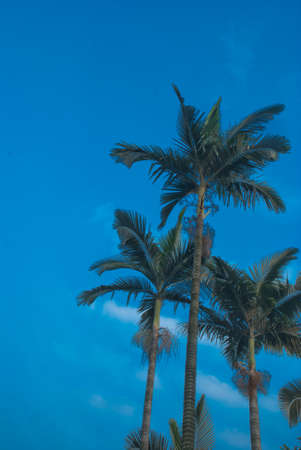 palm tree isolated on whiteの写真素材