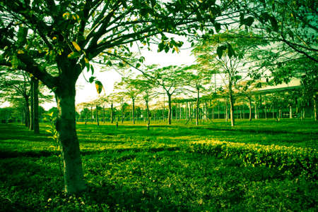 green tree and grass in park