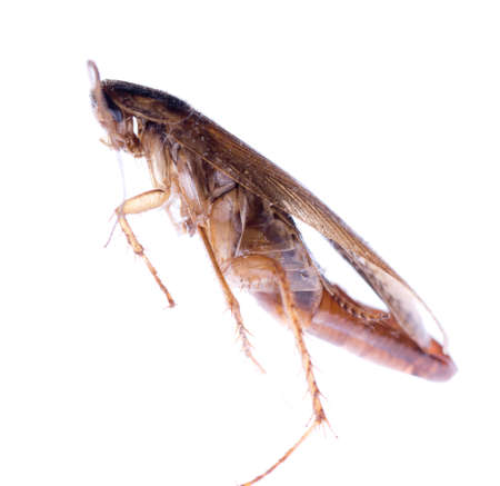 insect cockroach bug bug with egg pouch isolated on white