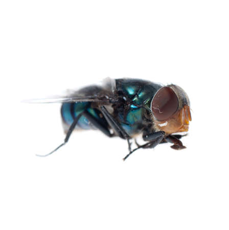insect greenbottle fly isolated on whiteの写真素材