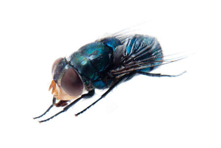 insect bluebottle fly isolated on whiteの写真素材