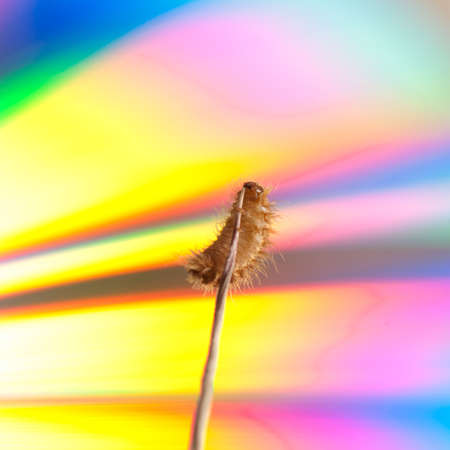 insect carpet beetle larva isolatedの写真素材