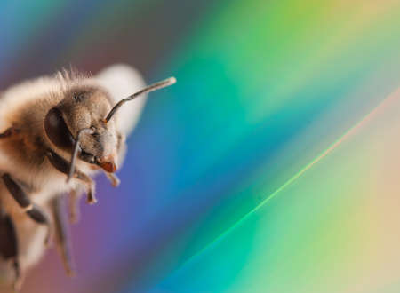 insect bee on colourful rainbow backgroundの写真素材