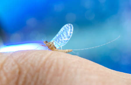 insect mayfly macroの写真素材
