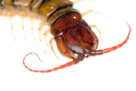 poison animal centipede detail isolated